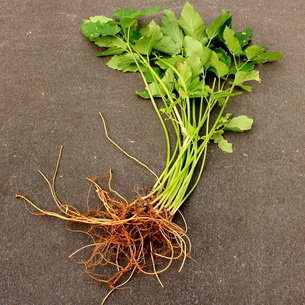 Трева Goutweed изглежда, това, което е полезно и където расте, видео, приложни методи в храните