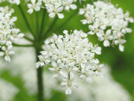 Grass земята възрастни полезни лечебни свойства, фотографии и рецепти