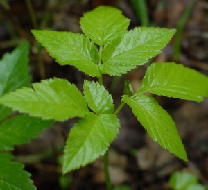 Grass Goutweed полезни свойства и противопоказания, прилагането