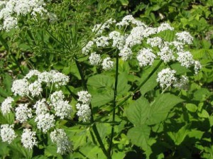 Grass Goutweed полезни свойства и противопоказания, прилагането