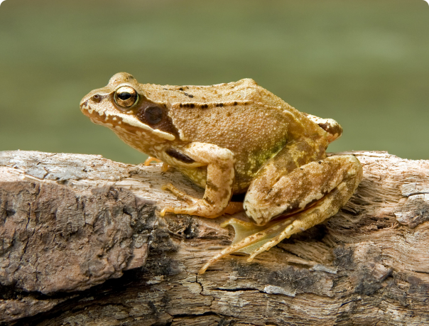Трева жаба, продажбата на екзотични животни