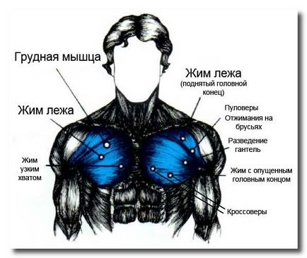 Обучение на гръдните мускули