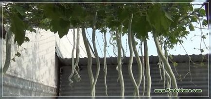 Trichosanthes (снимка) - отглеждането на краставици серпентина, мястото на градина, вила и стайни растения