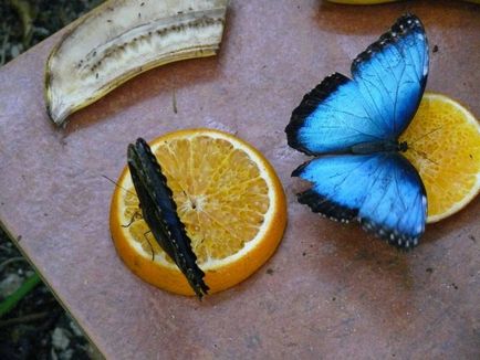 Tropical поддържане и грижа за пеперуди