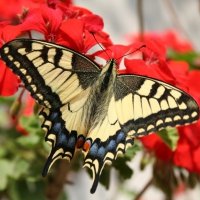 Tropical поддържане и грижа за пеперуди