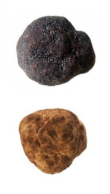 Truffle (гъбички), където расте, как изглежда и как да намерите трюфели