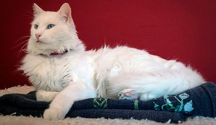 Турска ангора (ангорска котка котка) - снимки, описание, природа, съдържание, купете