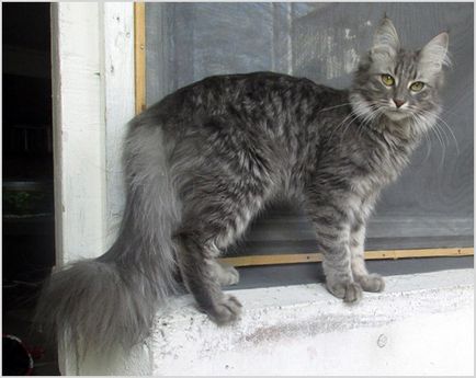 Турска ангора (ангорска котка котка) снимки, видео, цена, характер, описание порода