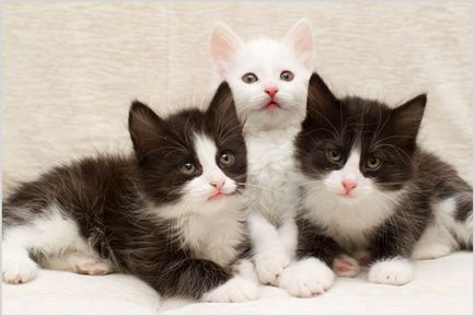 Турска ангора (ангорска котка котка) снимки, видео, цена, характер, описание порода