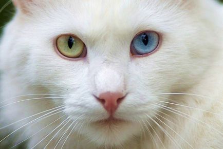 Турска ангора, или ангорска котка, животно енциклопедия