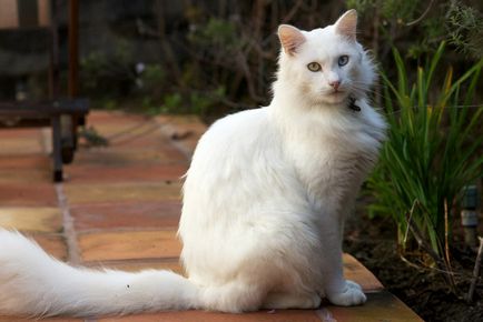 Турска ангора, или ангорска котка, животно енциклопедия