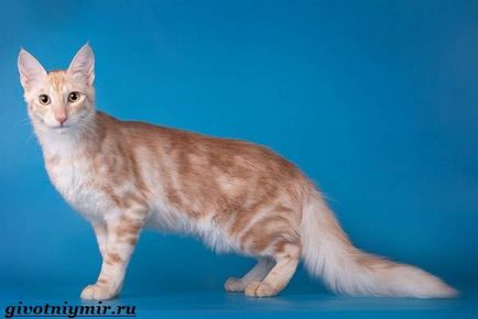 Турска ангора котка (турска ангорска котка котка. Описание) Турска ангора котка