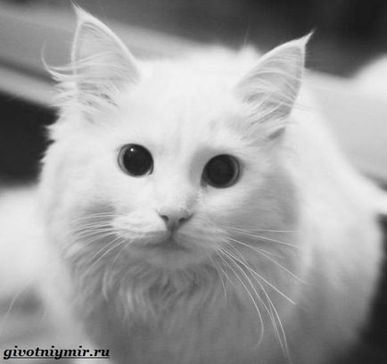 Турска ангора котка
