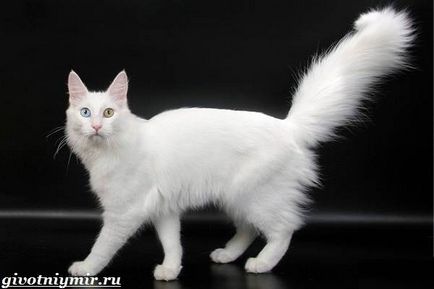 Турска ангора котка