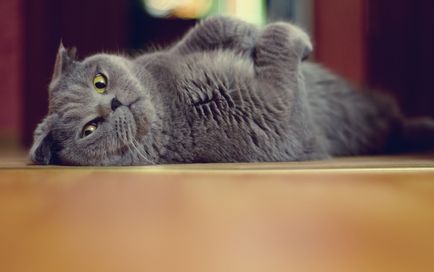 Турските характеристики ангорска котка порода и се грижи за нея