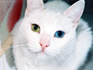 Турските характеристики ангорска котка порода и се грижи за нея