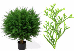 Thuja стая, за да се развива като храст в дома