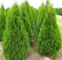 Туя засаждане, грижи през зимата, защо има жълти игли на Arborvitae реанимация иглолистни наркотици purshat-о снимка