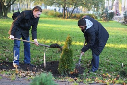 Туя засаждане, грижи през зимата, защо има жълти игли на Arborvitae реанимация иглолистни наркотици purshat-о снимка