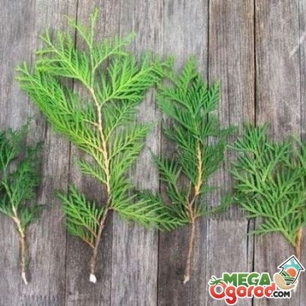 Thuja в саксия отглеждане, засаждане и грижи в домашни условия