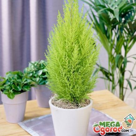 Thuja в саксия отглеждане, засаждане и грижи в домашни условия