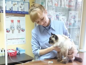 изпражненията Котаракът с кръв, какво означава това, защо е там, какво да правят, ако такъв стол е намерена (да се направи) изпражненията Котаракът с кръв, какво означава това, защо е там, какво да правят, ако такъв стол е намерена