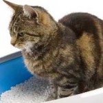 В котка диария какво да правя, отколкото да се лекува у дома, с кръв и слуз и повръщано причина диария и