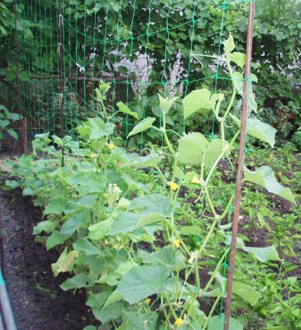 Урал градина - без прекалено много проблеми, особено отглеждането на краставици!