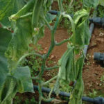 Устойчиви на болести сортове краставици - летни съвети