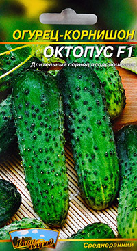 Устойчиви на болести сортове краставици - летни съвети