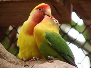 Грижи и поддръжка на папагали, неразделки