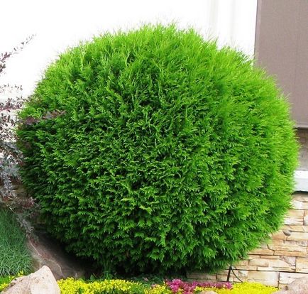 Evergreen Arborvitae - грижа в съответствие с правилата