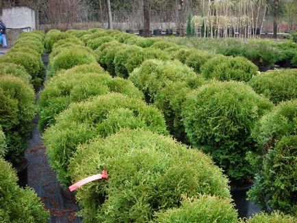 Evergreen Arborvitae - грижа в съответствие с правилата