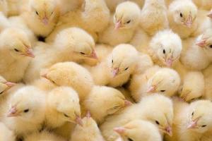 Отглеждане и развъждане на пилета в страната за изпълнение на