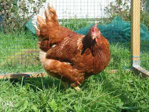Отглеждане и развъждане на пилета у дома, съвети и трикове