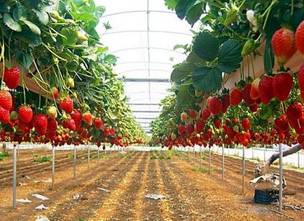 Отглеждане на ягоди като бизнес, недвижими