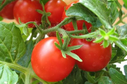 Отглеждане доматен разсад в дома, градината