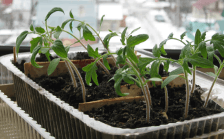 Отглеждане доматен разсад в дома, по необичаен начин