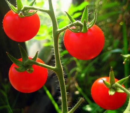 Отглеждане доматен разсад в дома, по необичаен начин