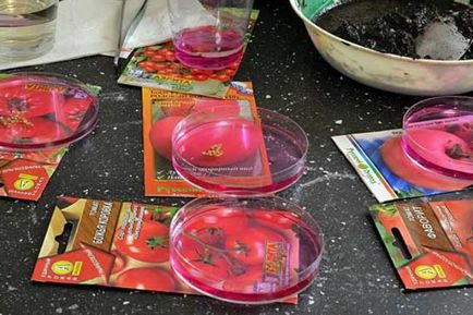 Отглеждане доматен разсад в дома, градината