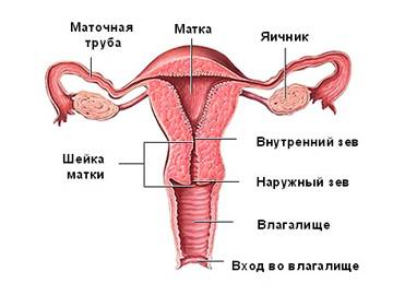 Всичко за матката ултразвук, маточните тръби и яйчниците при жените