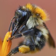 Всички гъмжеше пчелните семейства и как да се борят с тях