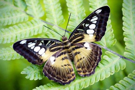 Живи тропически пеперуди у дома улов и развъждане, съдържа, лечение, тъй като