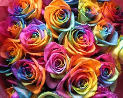 Значение на рози и техните цветове