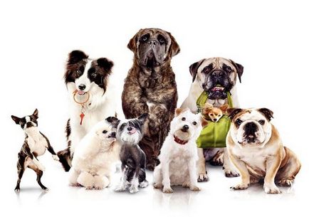 10 умните породи кучета