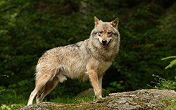 20 интересни факти за вълци, всички за животните