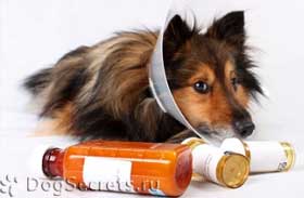 Антибиотици за кучета