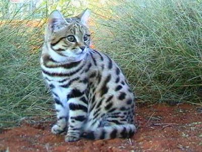 Котката и котката ангажиран Котката и котката ангажиран