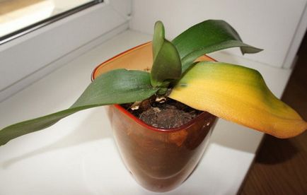 Защо жълт лист в Orchid