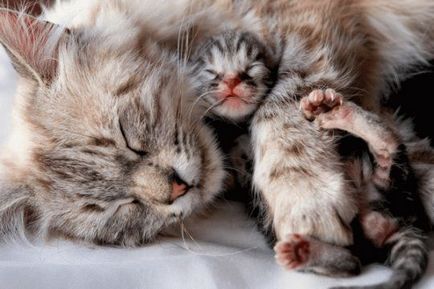 Тълкуване на сънища котка ражда котенца